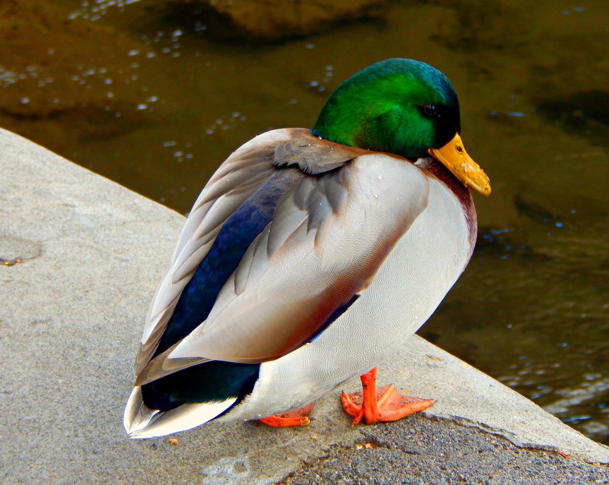 Riverside Mallard at Pacific Park along the Deschutes River Bend, OR photo