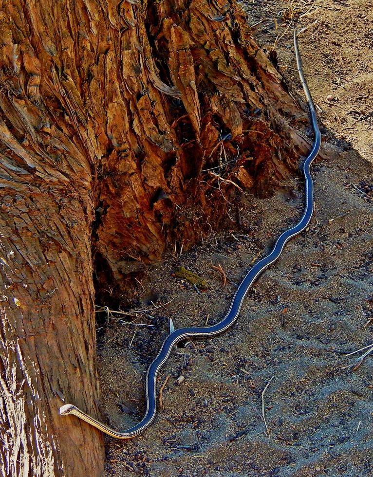 Serpiente rayada del desierto Cañón seco Redmond, o foto