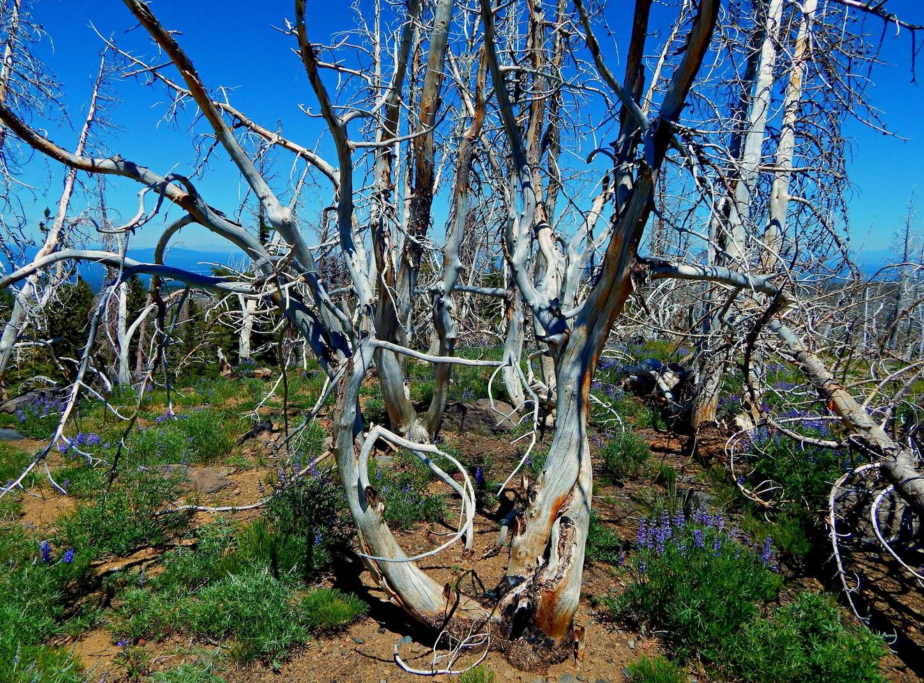 Quemado sobre restos de árboles en una cresta al oeste de Three Creek Lake cerca de Sisters, o foto