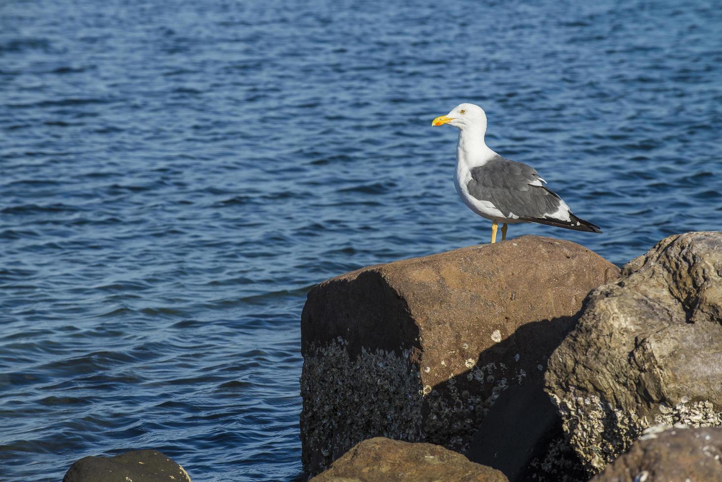 Pájaro gaviota sobre una roca en el malecón de la paz, Baja California Sur, México foto