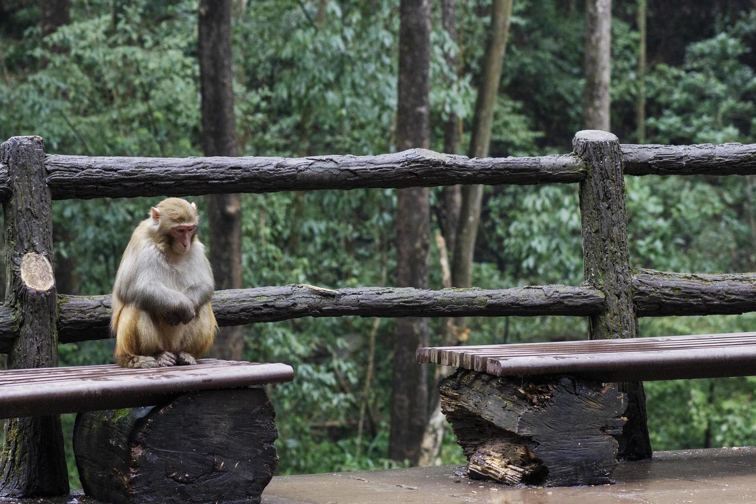 Primate on bench photo