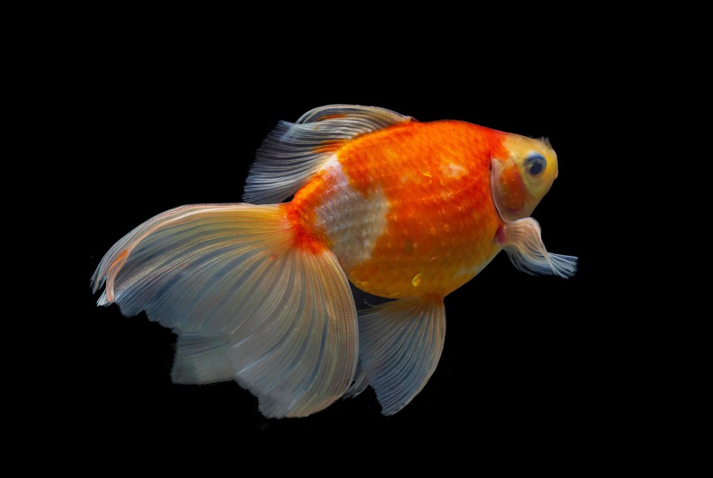 Beautiful goldfish swimming photo