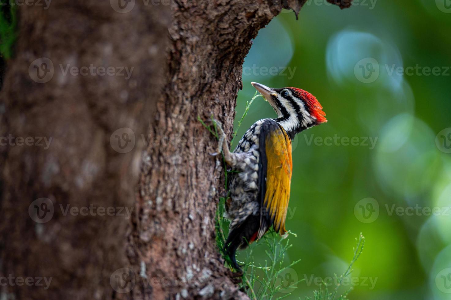 Cerca de flameback común, o goldenback común, o pájaro carpintero en el árbol, pajarito. foto