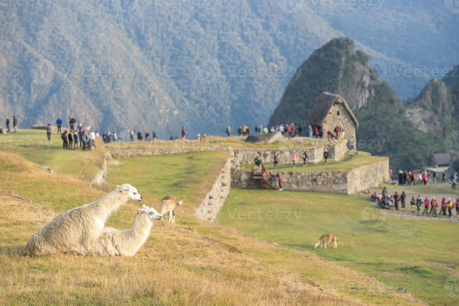 Machu Picchu famous inca ancient city and llama photo