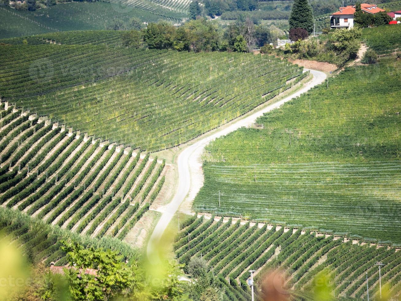 langhe viñedos y colinas en otoño foto