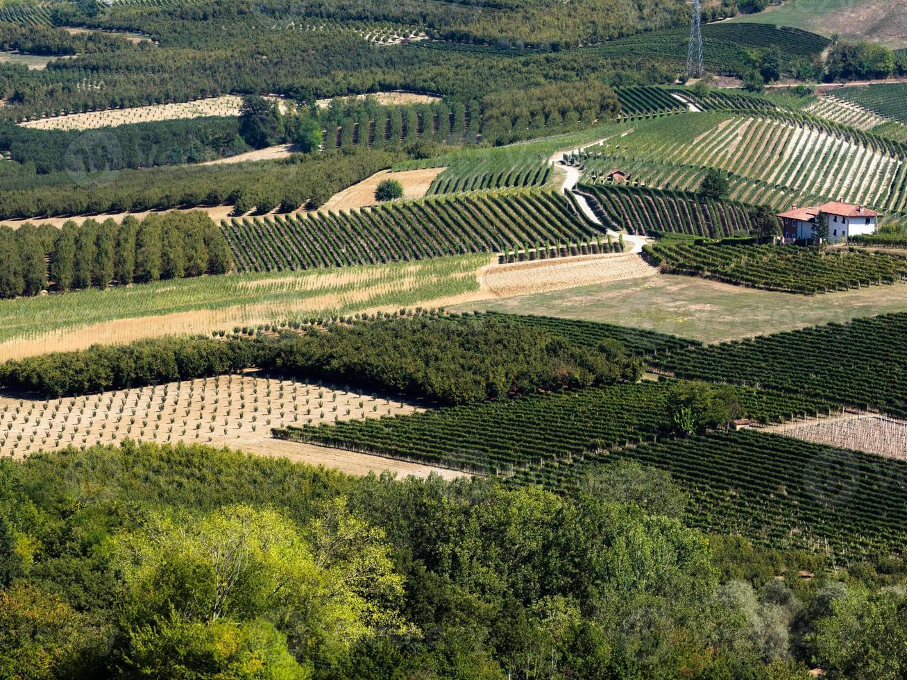 Langhe vineyards of Piedmont in autumn photo