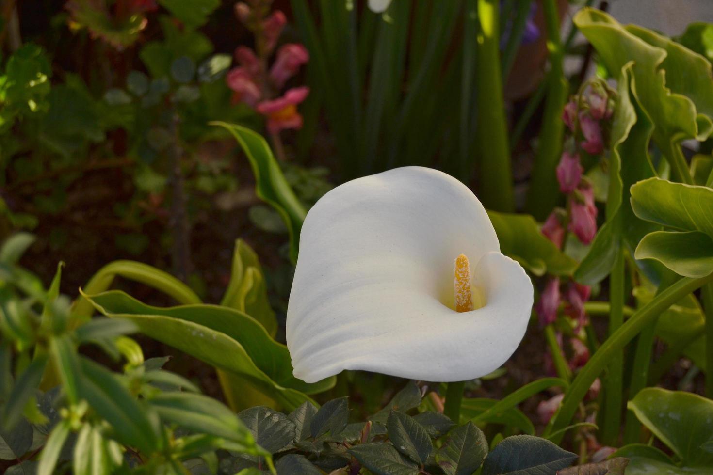 Foto de primer plano de la flor de lirio de cala