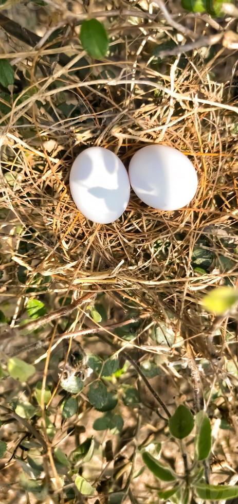 Birds eggs in birds nest for hatching and produces offsprings photo