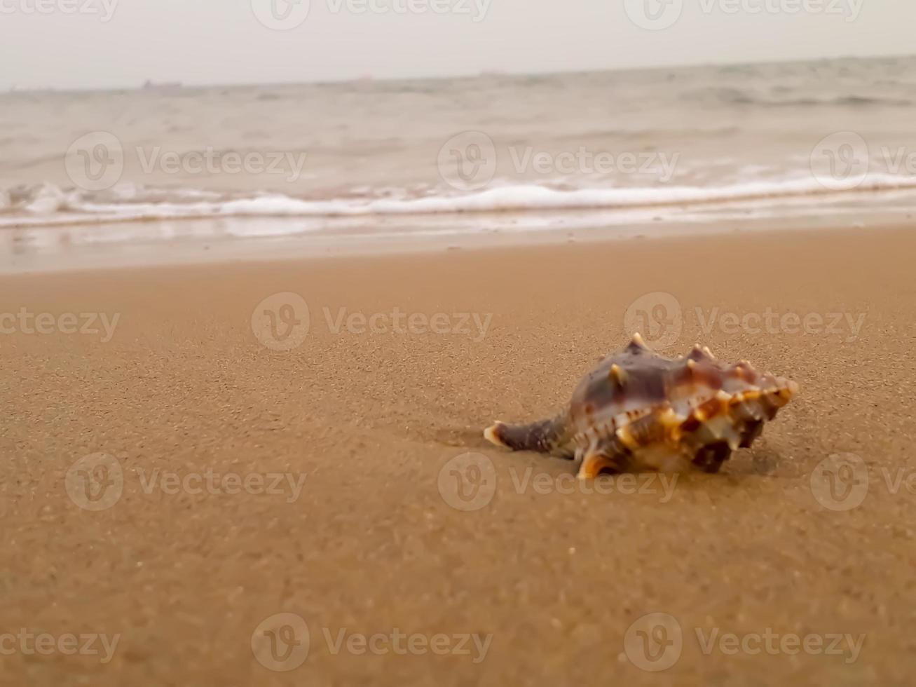 Molluscan shell in sandy beach photo