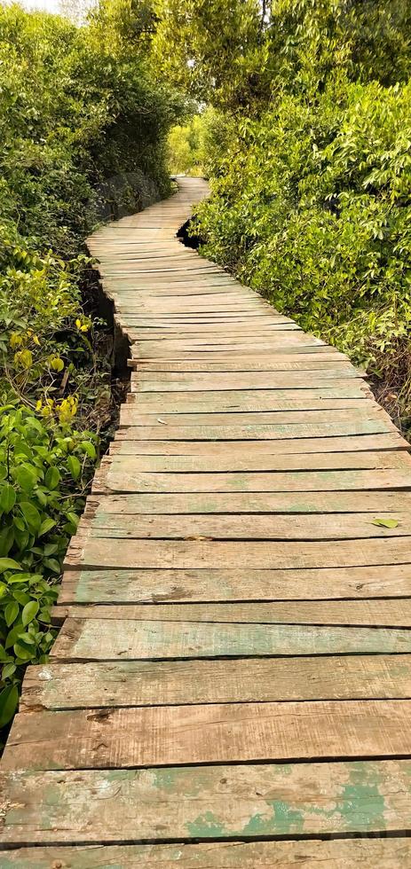 Wooden pathway in mangrove forest photo