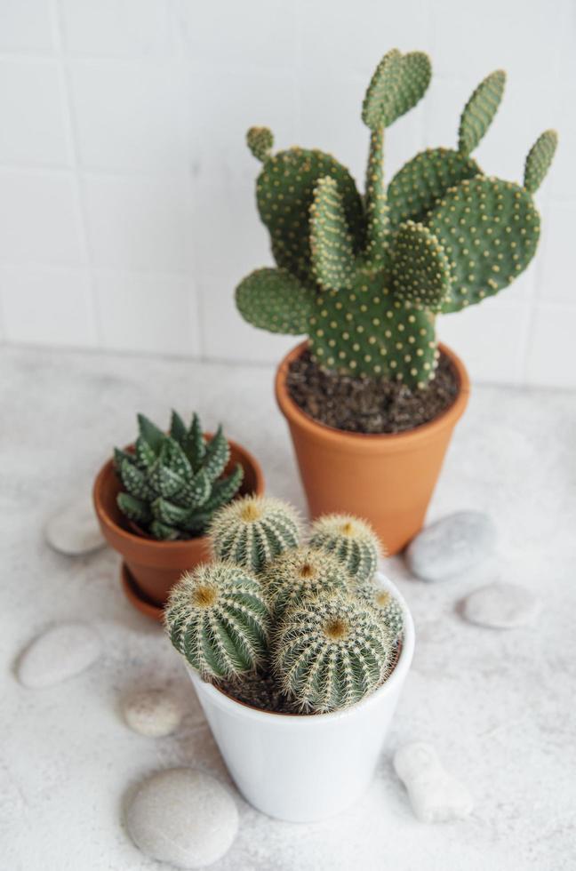 Cactuses and succulent plant in pots on the table photo