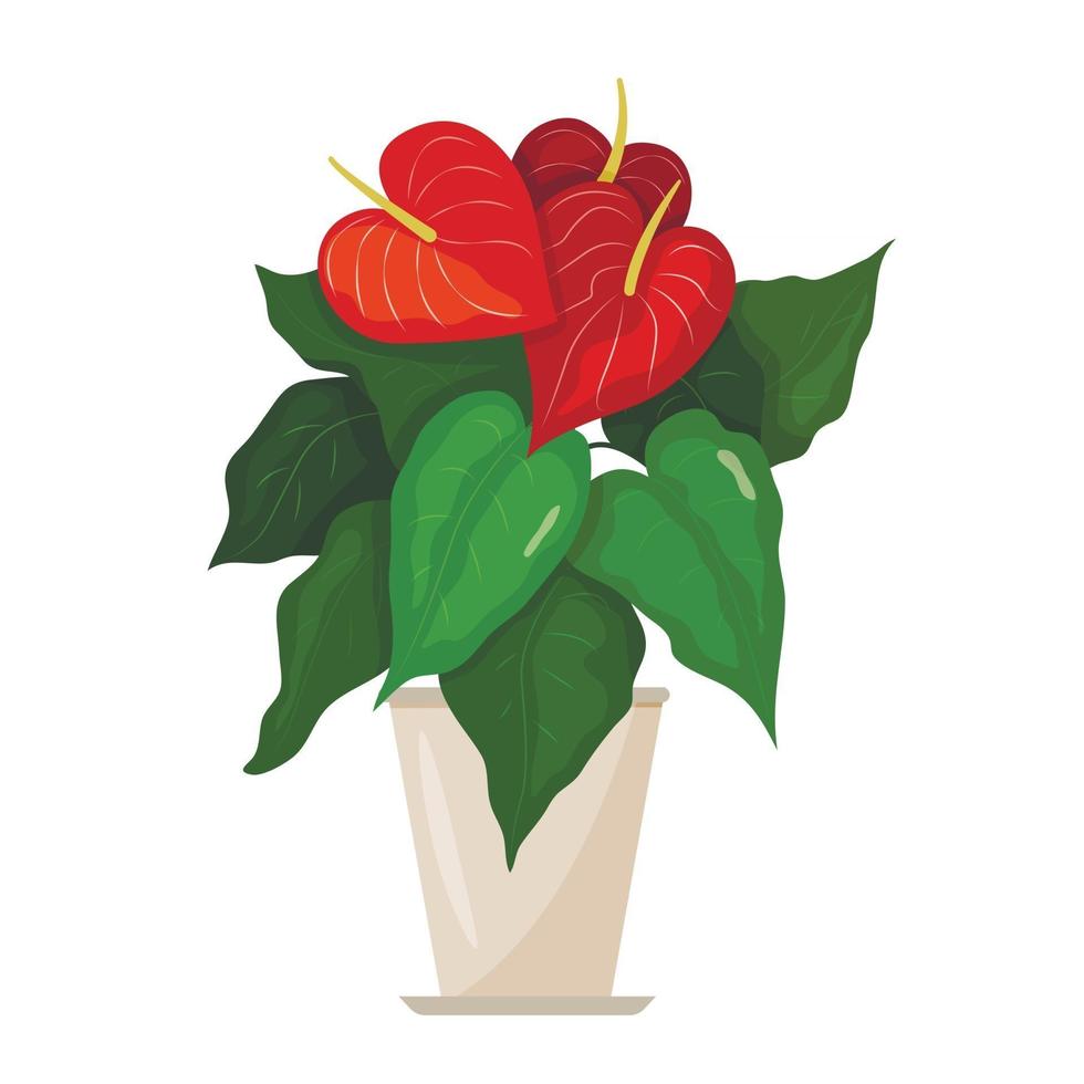 Una hermosa imagen de una imagen vectorial colorida de anthurium de planta de interior vector