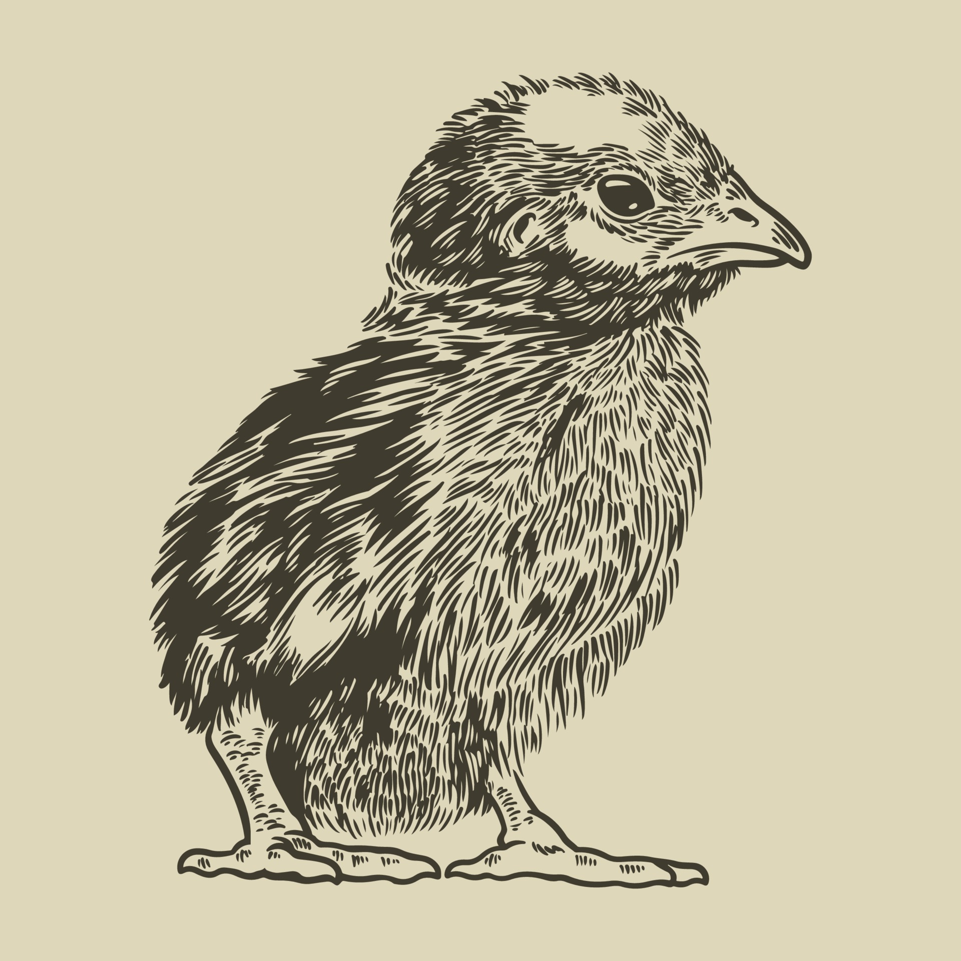 Vector Baby Chick Hand Drawn In Vintage Engraving Or Etching Style Chicken Farm Animal Sketch Concept Little Cute Baby Chicken Old Retro Style Vector Illustration Art Image 2387958 Vector Art At Vecteezy