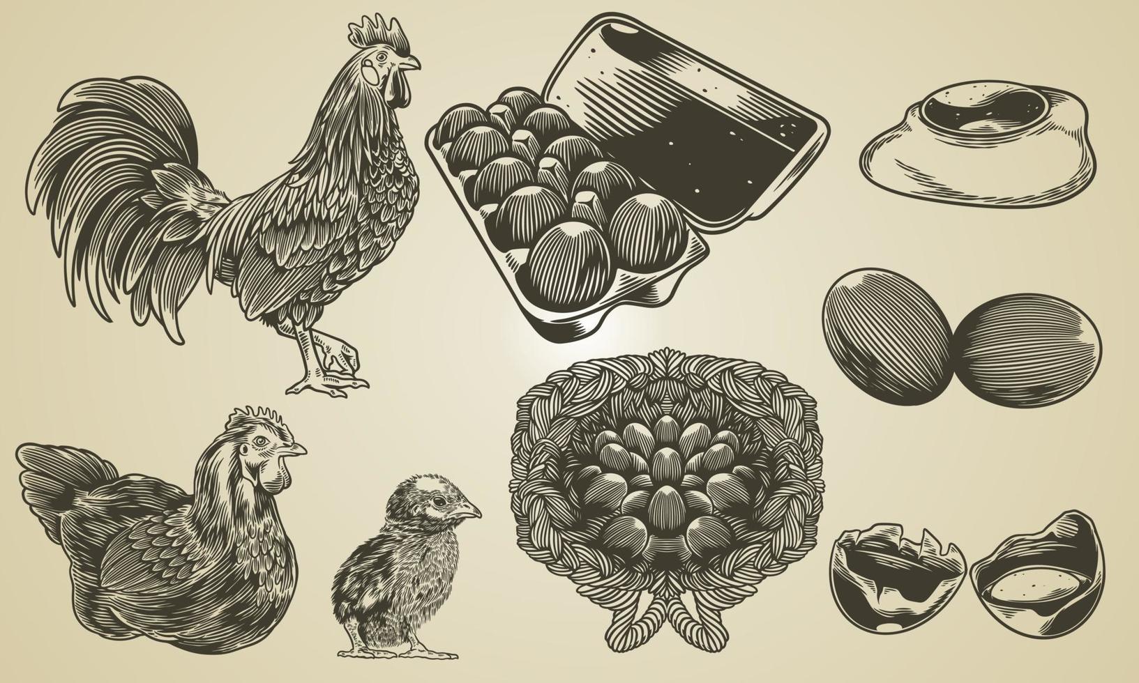 vector hand drawn vintage engraving chicken collection of farm design elements. Illustrations of roaster, hen, baby chicks, packaged egg, fried egg, cracking egg in retro sketch or etching style
