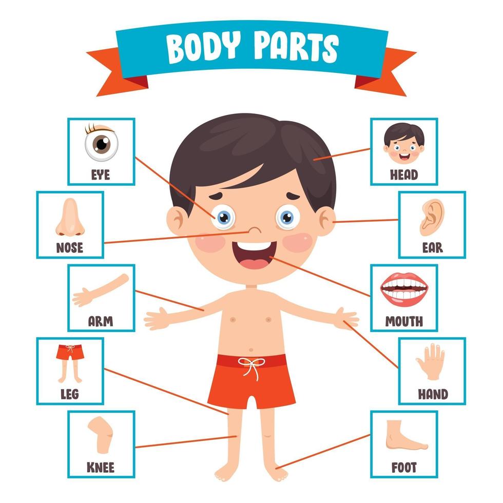 niño gracioso mostrando partes del cuerpo humano vector