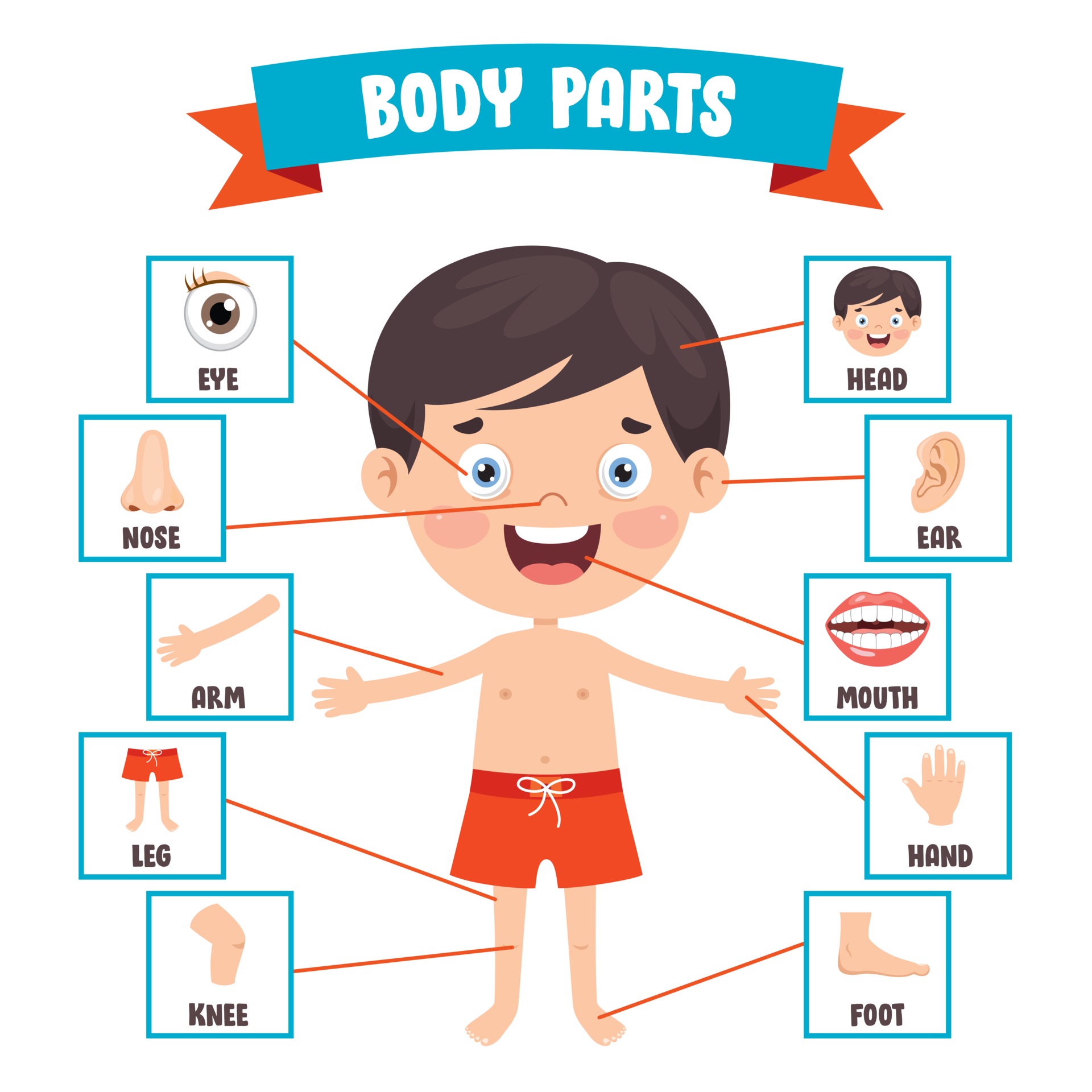 Funny Child Showing Human Body Parts 2388394 Vector Art At Vecteezy