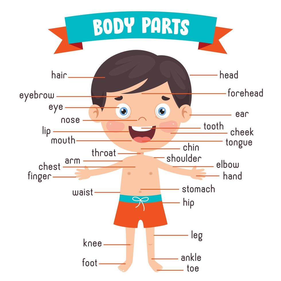 niño gracioso mostrando partes del cuerpo humano vector