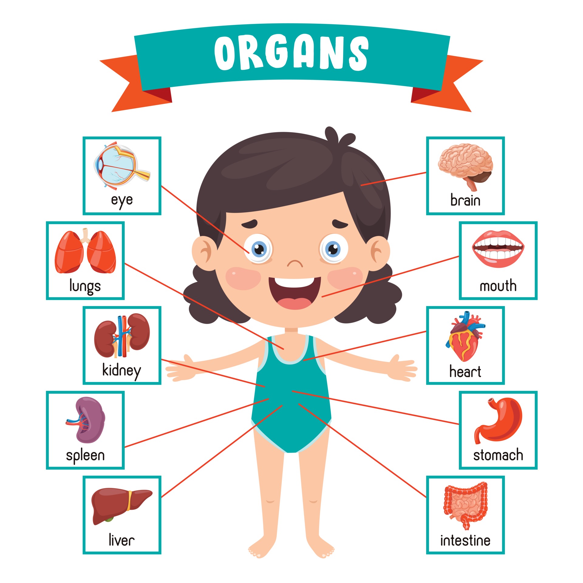 Funny Child Showing Human Body Parts 2388400 Vector Art at Vecteezy Funny Child Showing Human Body Parts 2388400 Vector Art at Vecteezy