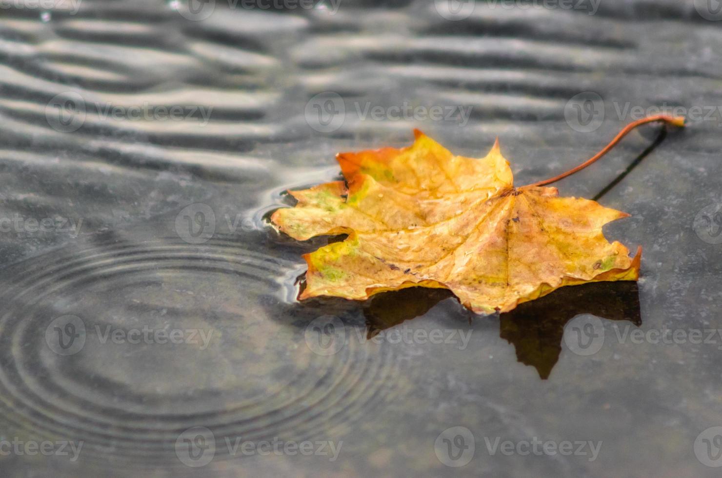 Fondo de otoño, hoja de arce amarilla en aguas grises. foto