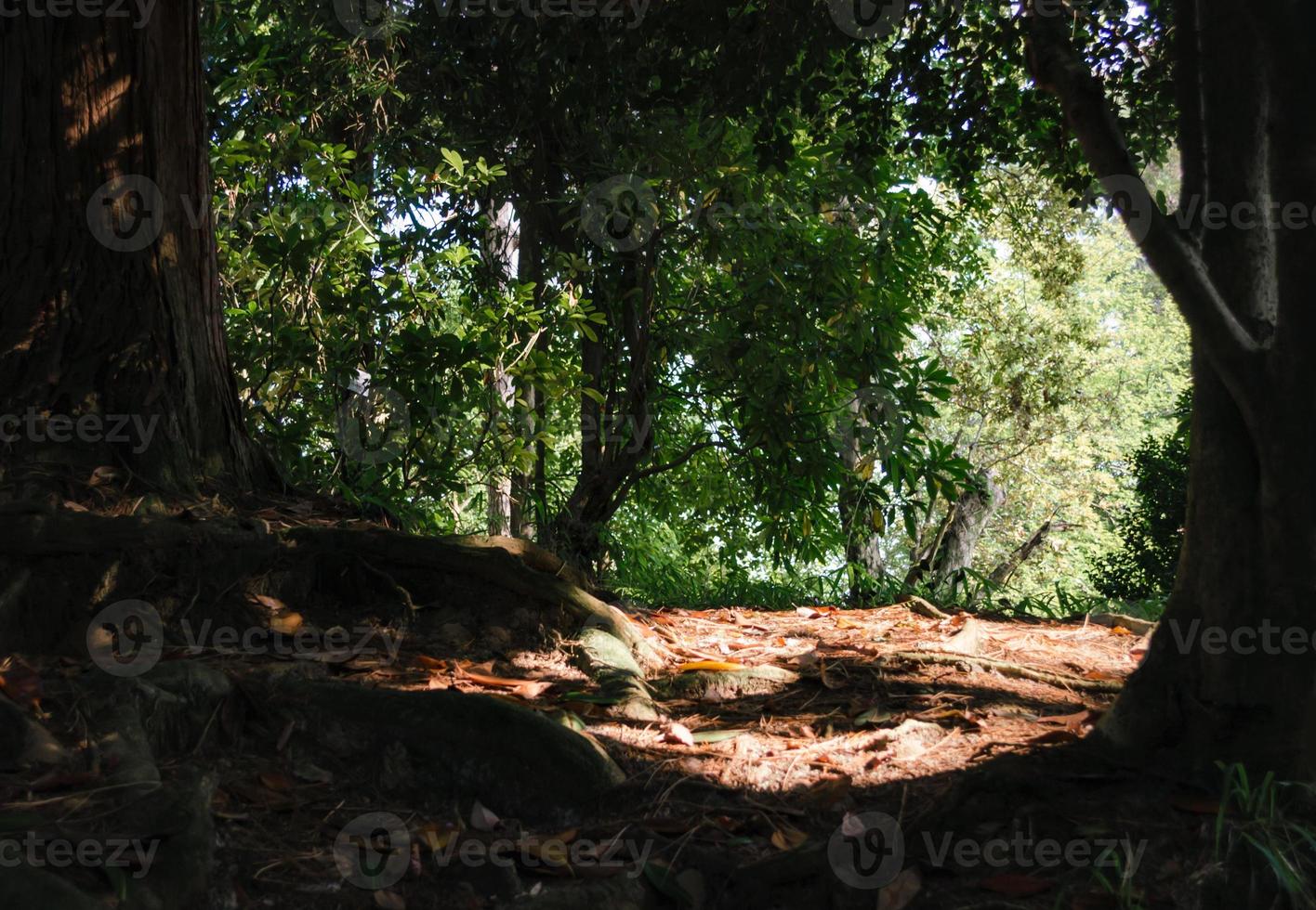 Background of forest, green trees in the shade photo