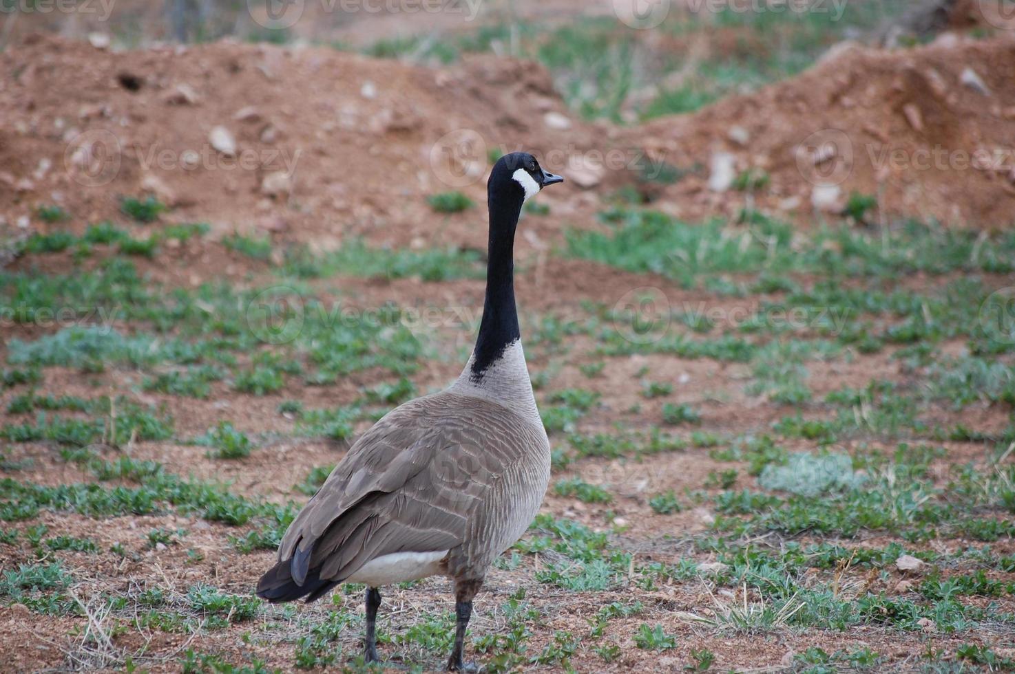 Canadian goose in a field photo