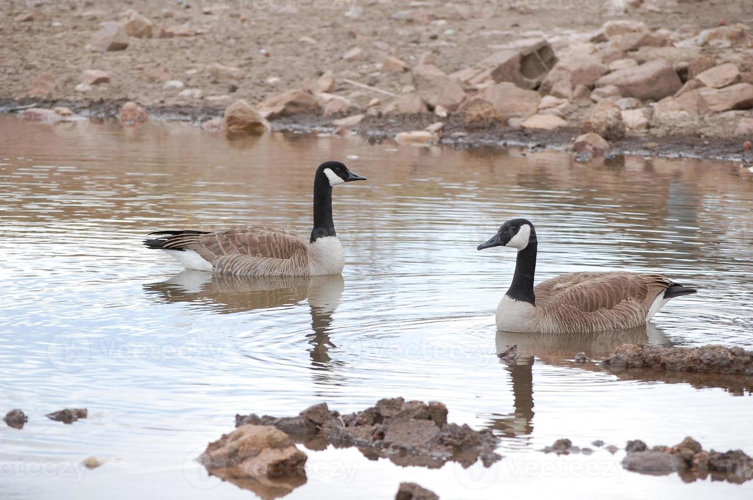 A pair of Canadian geese photo