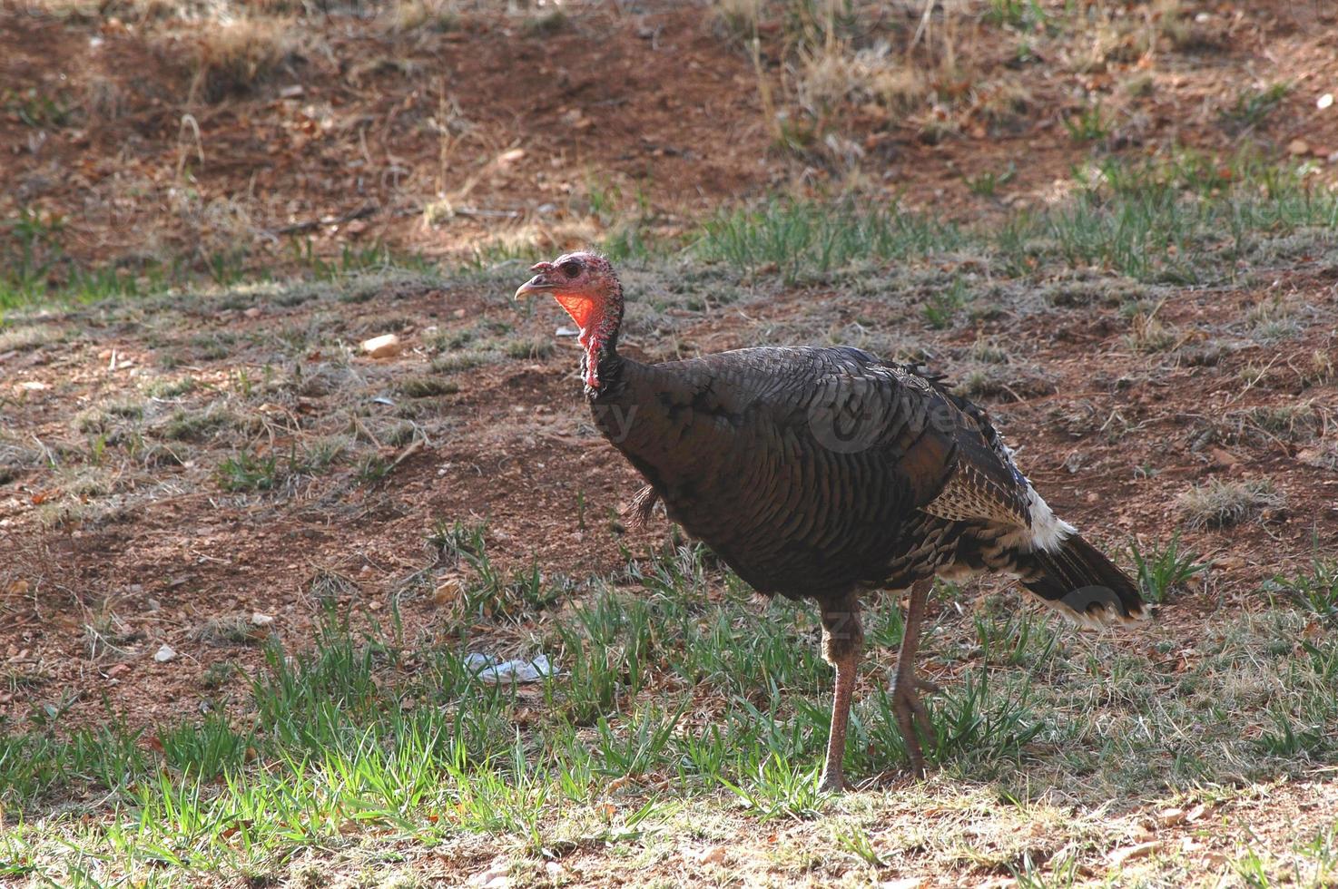 pavo de pie en un campo foto