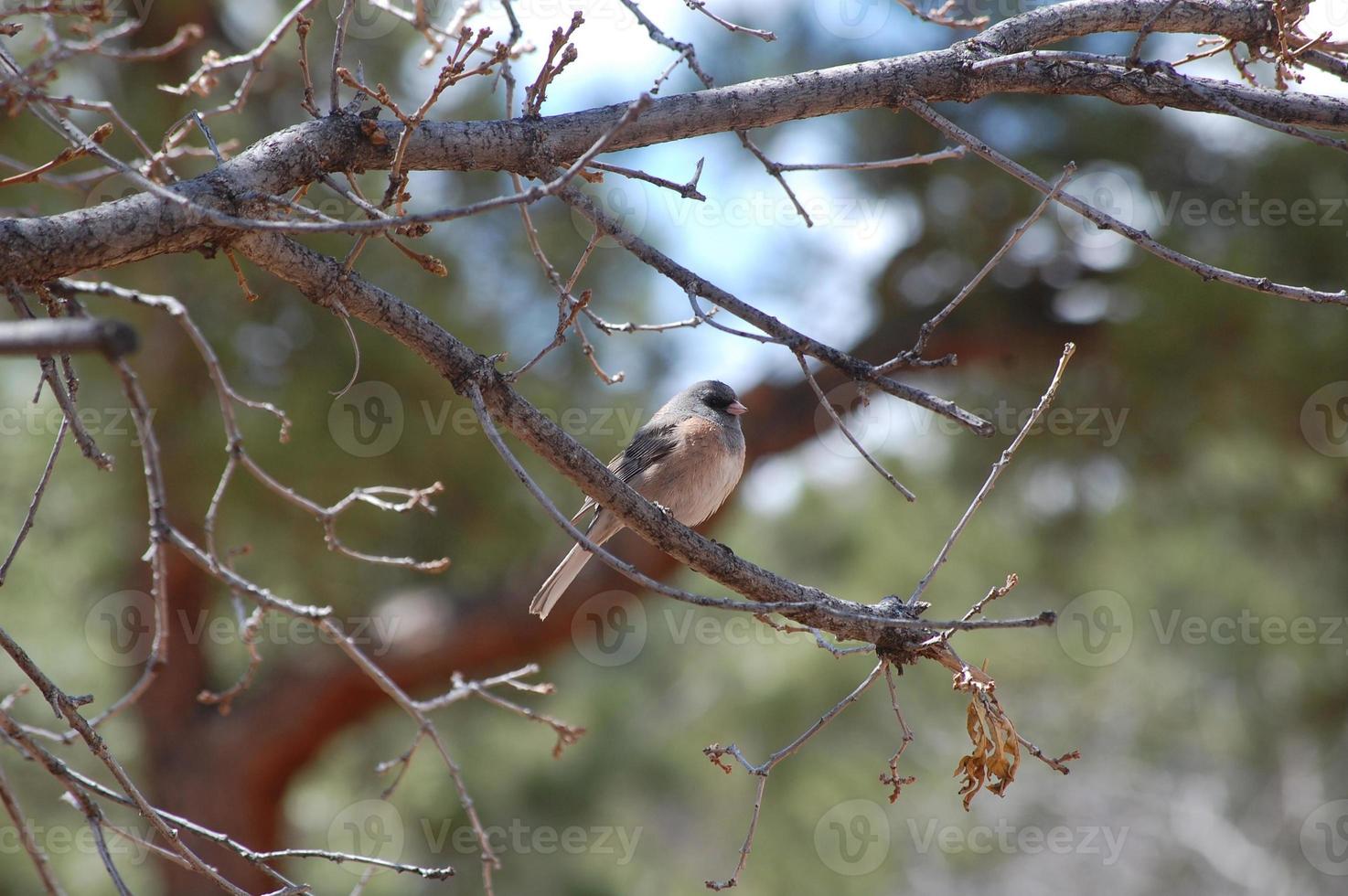 pájaro gris en un árbol foto