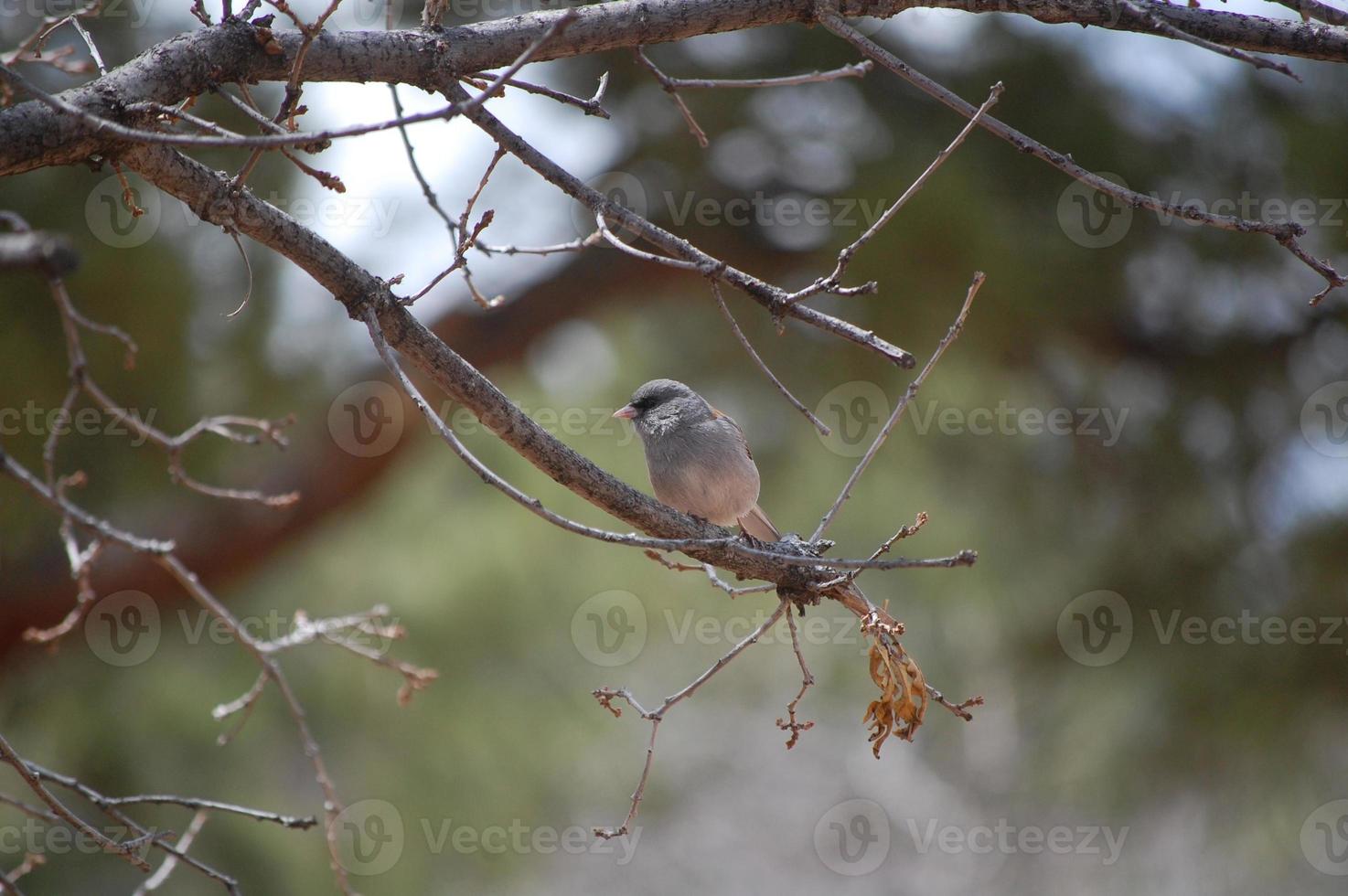 Gray headed junco bird photo