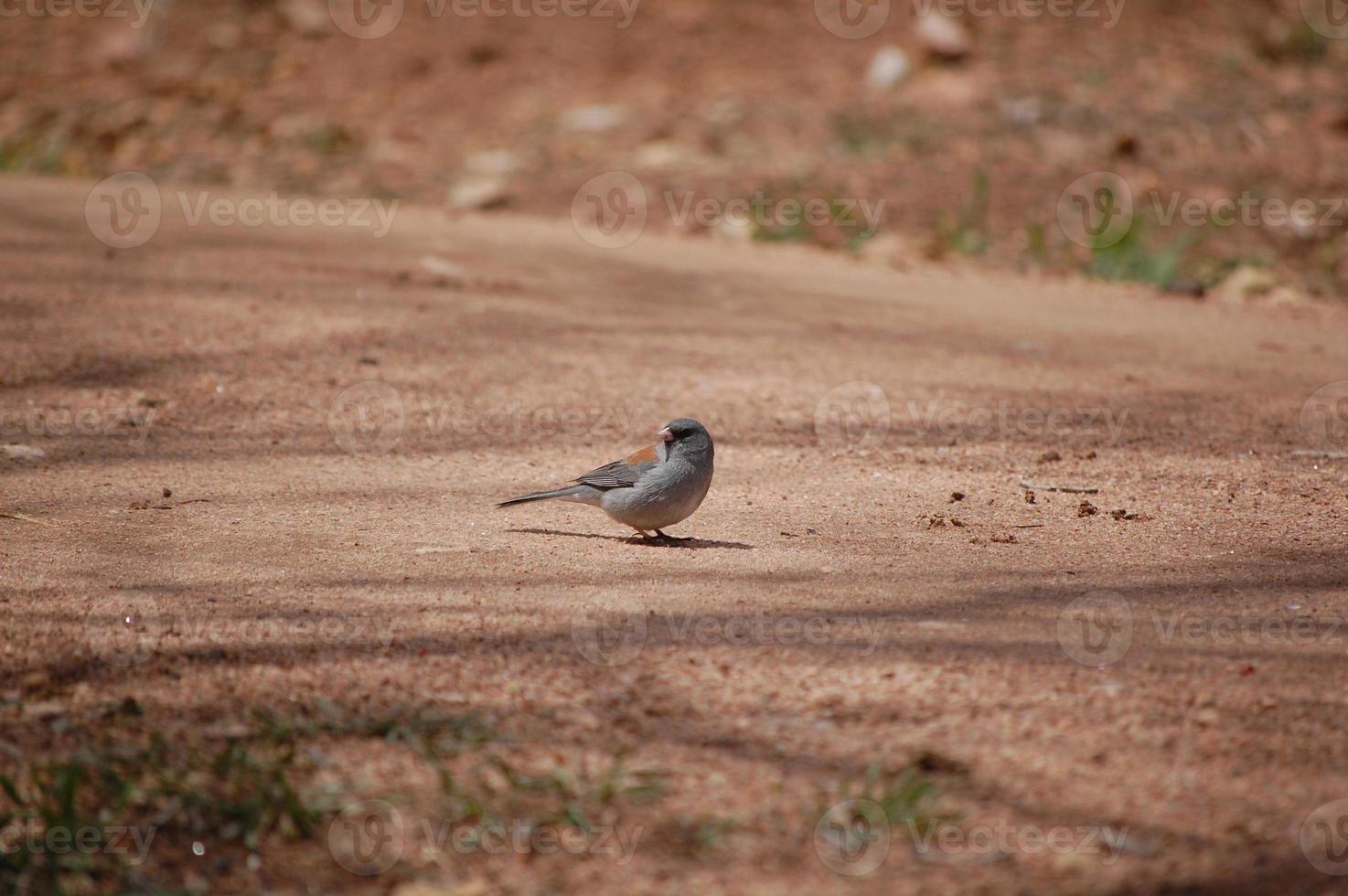 Small bird on the ground photo