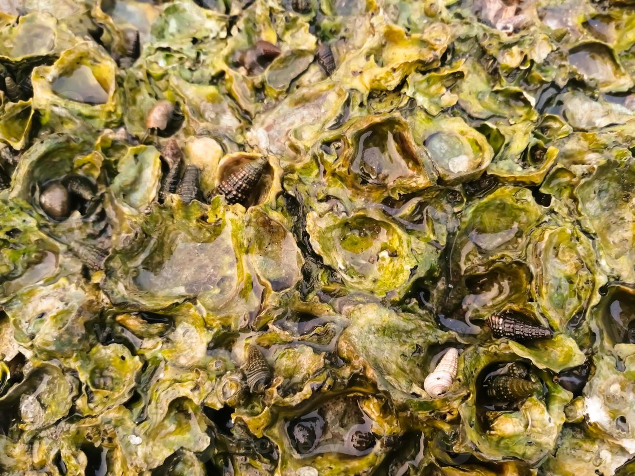 Sea animals on a rocky beach photo