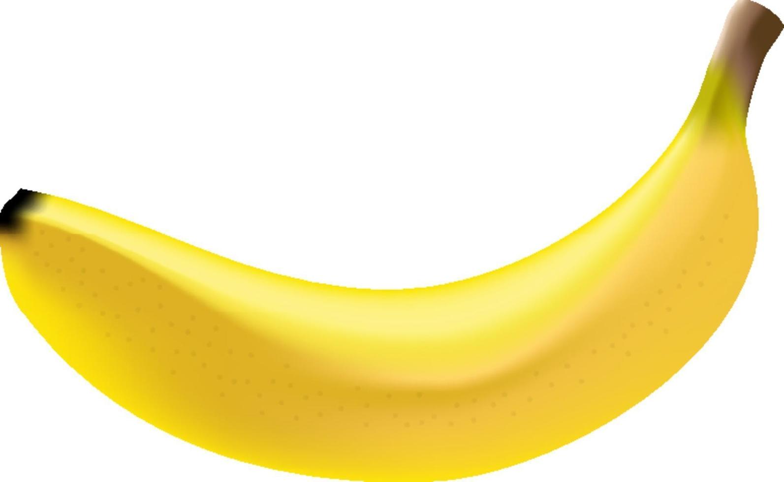 Photo Realistic Banana Isolated on White vector