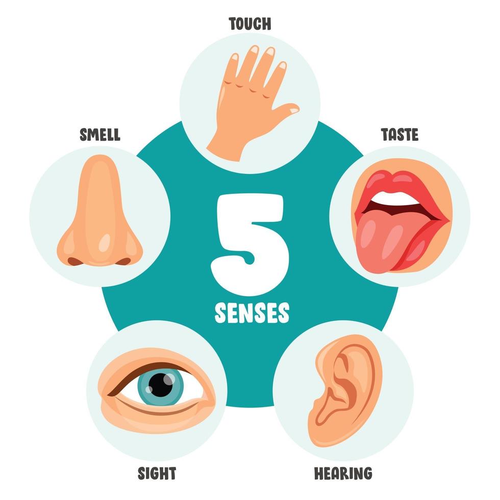 concepto de cinco sentidos con órganos humanos vector