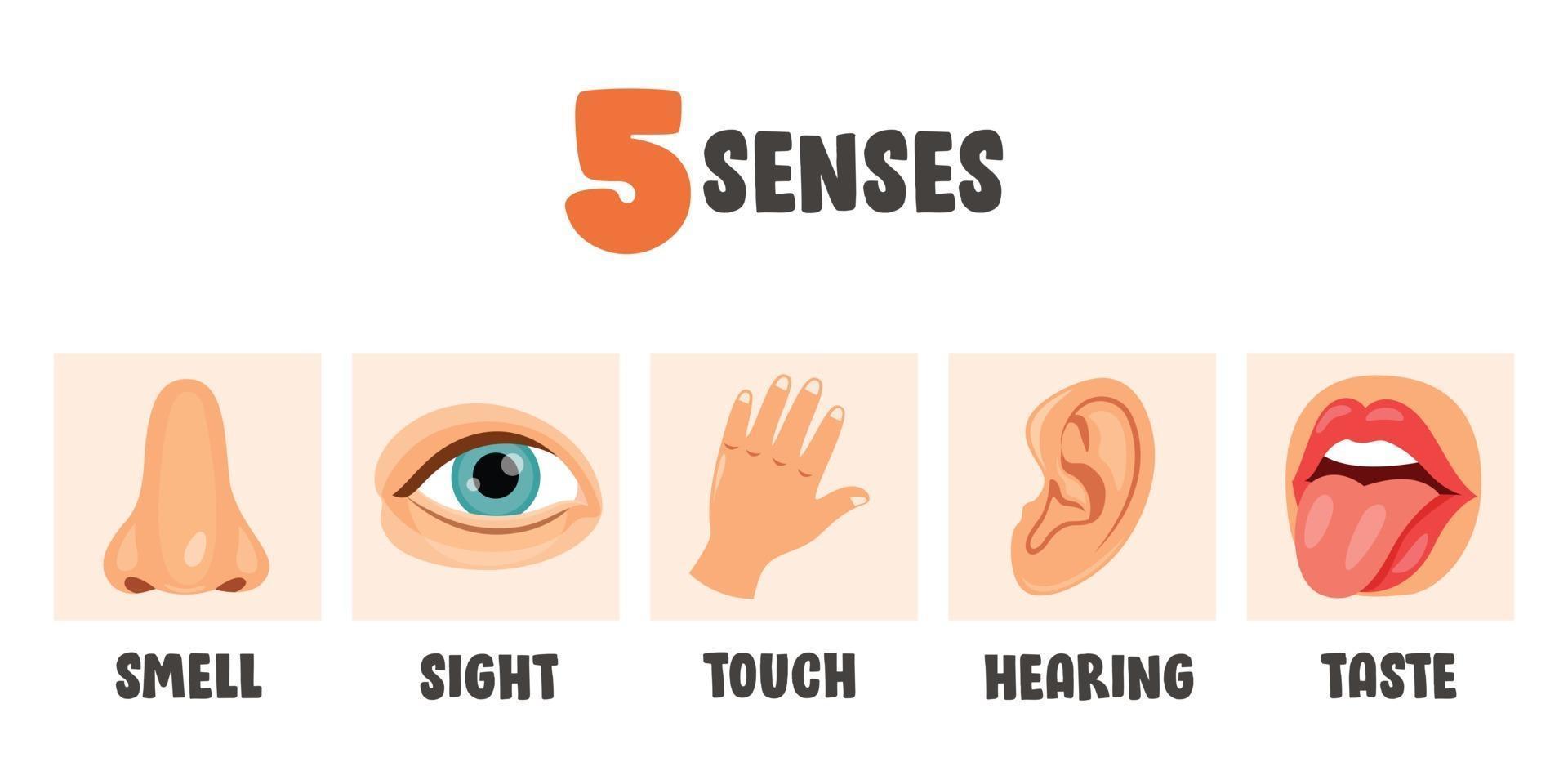 Five Senses Concept With Human Organs vector