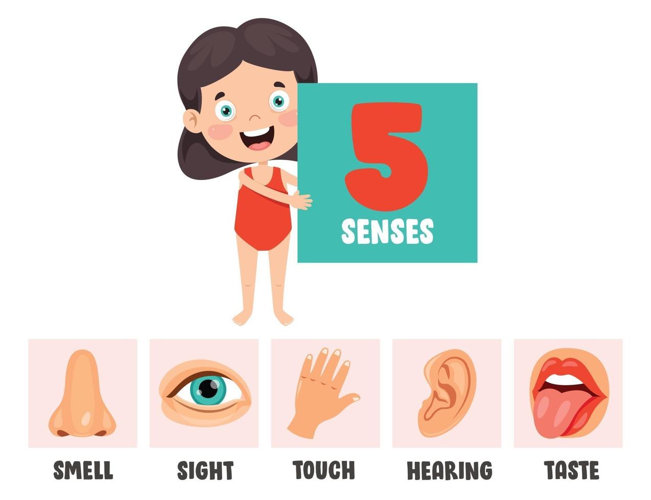 Five Senses Concept With Human Organs vector