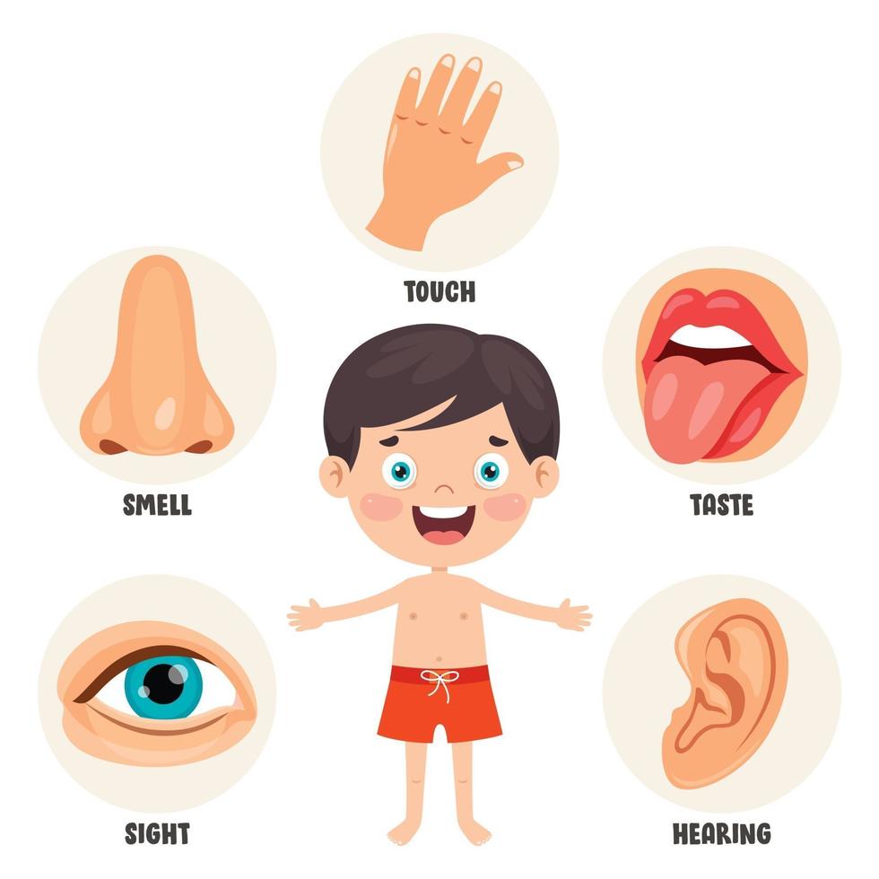 Five Senses Concept With Human Organs vector