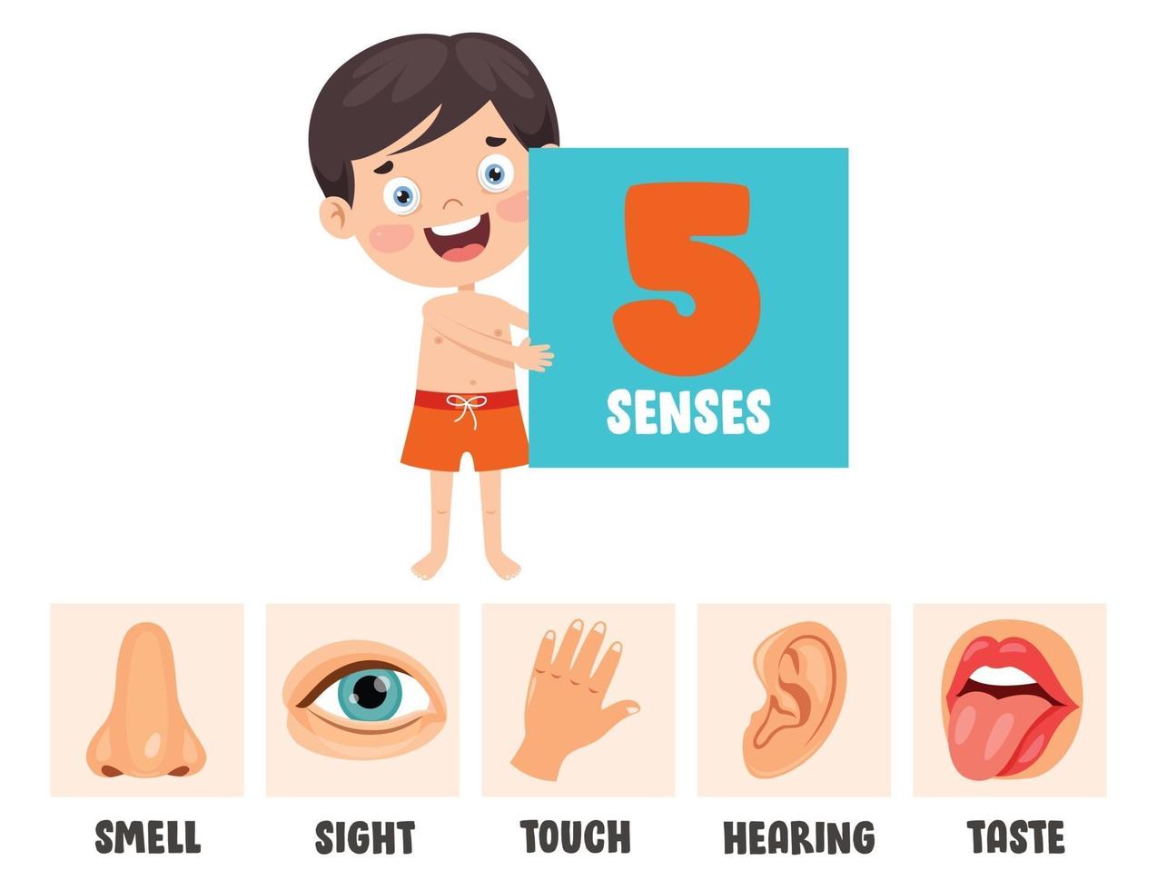 Five Senses Concept With Human Organs vector