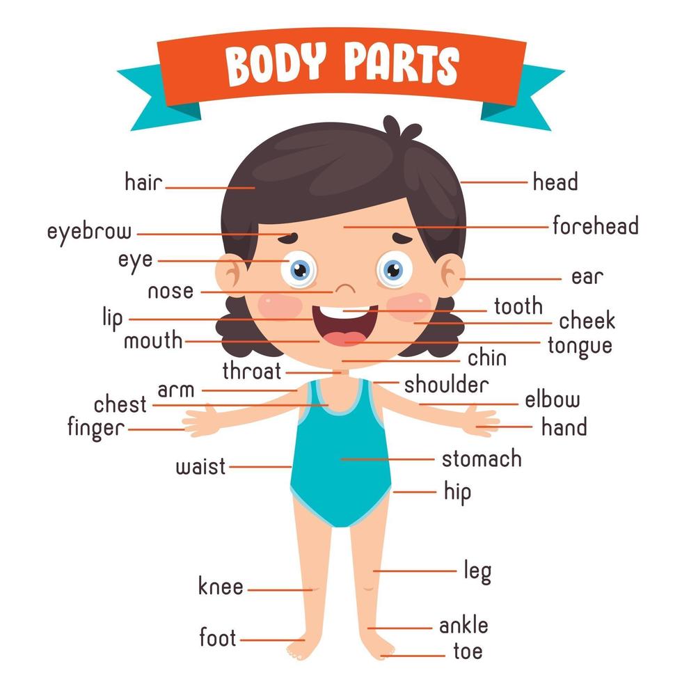 Funny Child Showing Human Body Parts vector