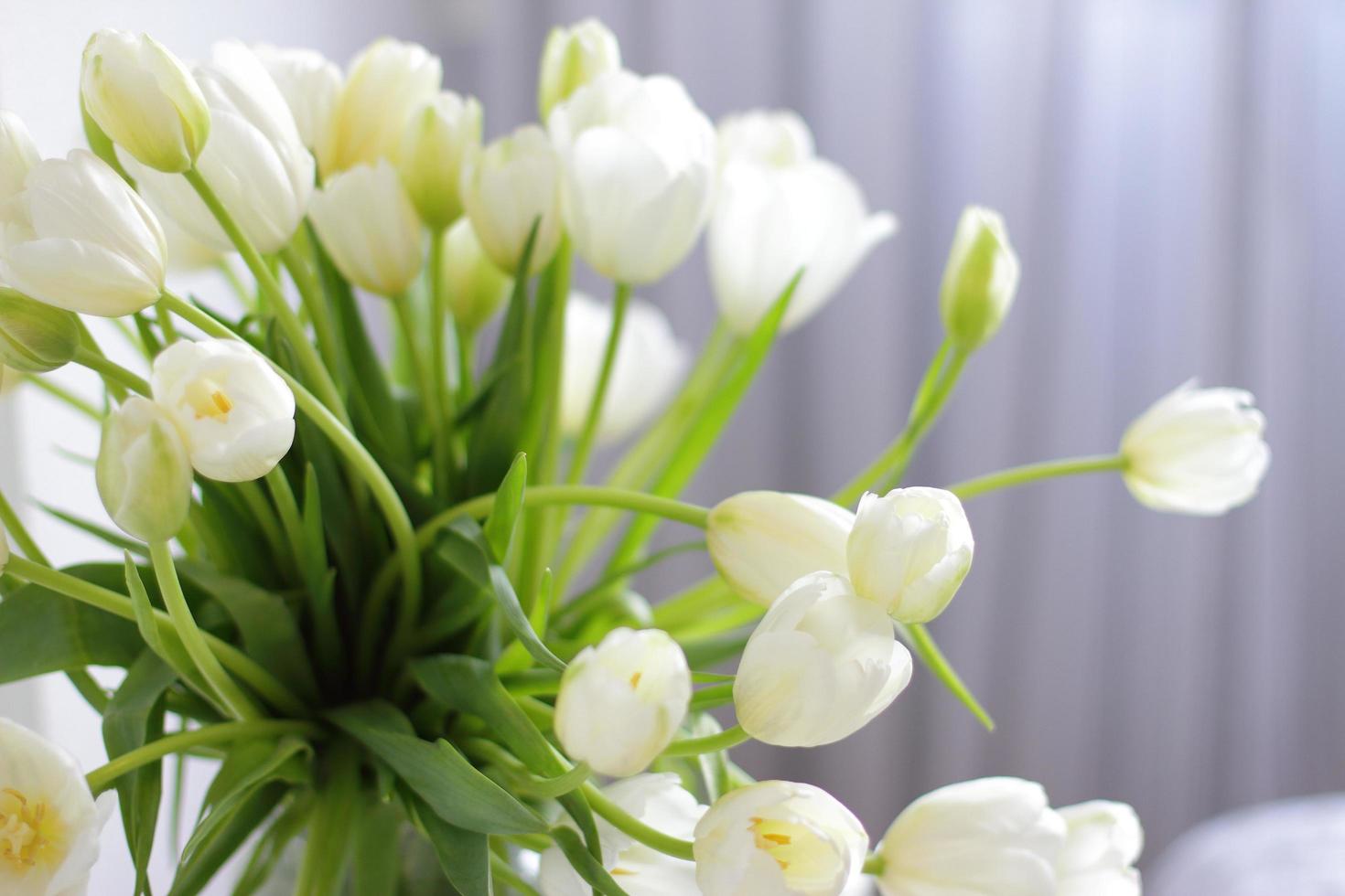 White tulips in vase photo
