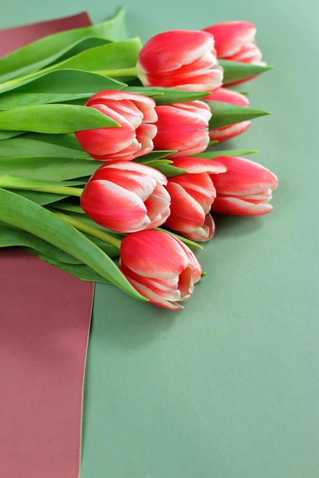 Red and white tulips on purple and green paper photo