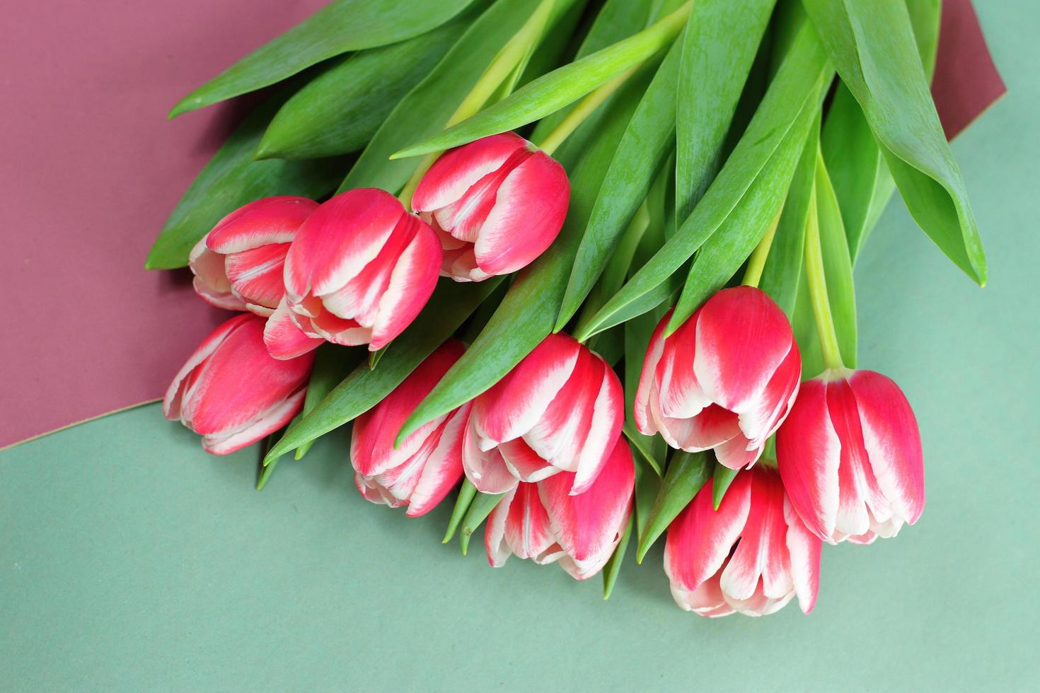 Red and white tulips photo