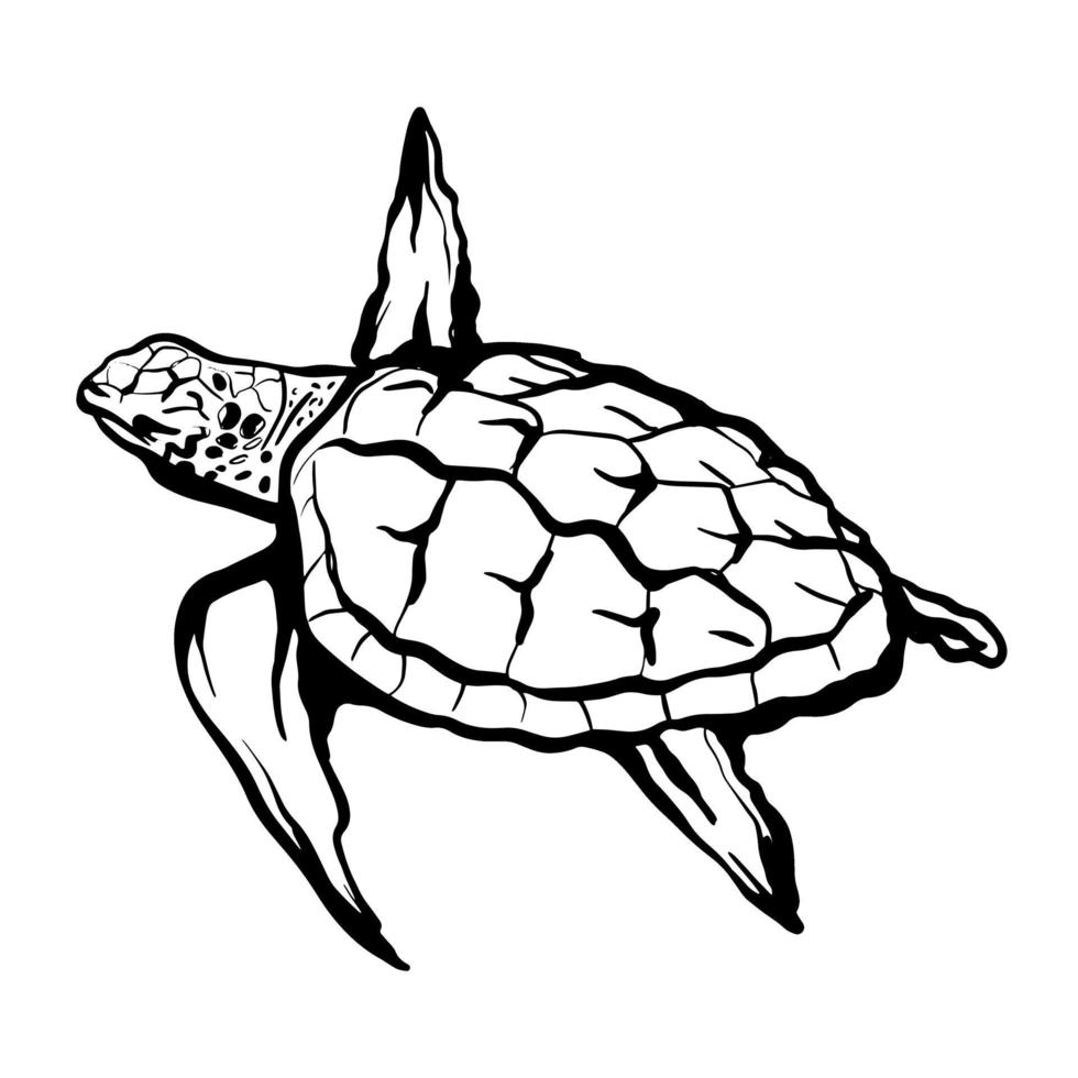 Sea turtle isolated on a white background. Hand-drawn vector illustration