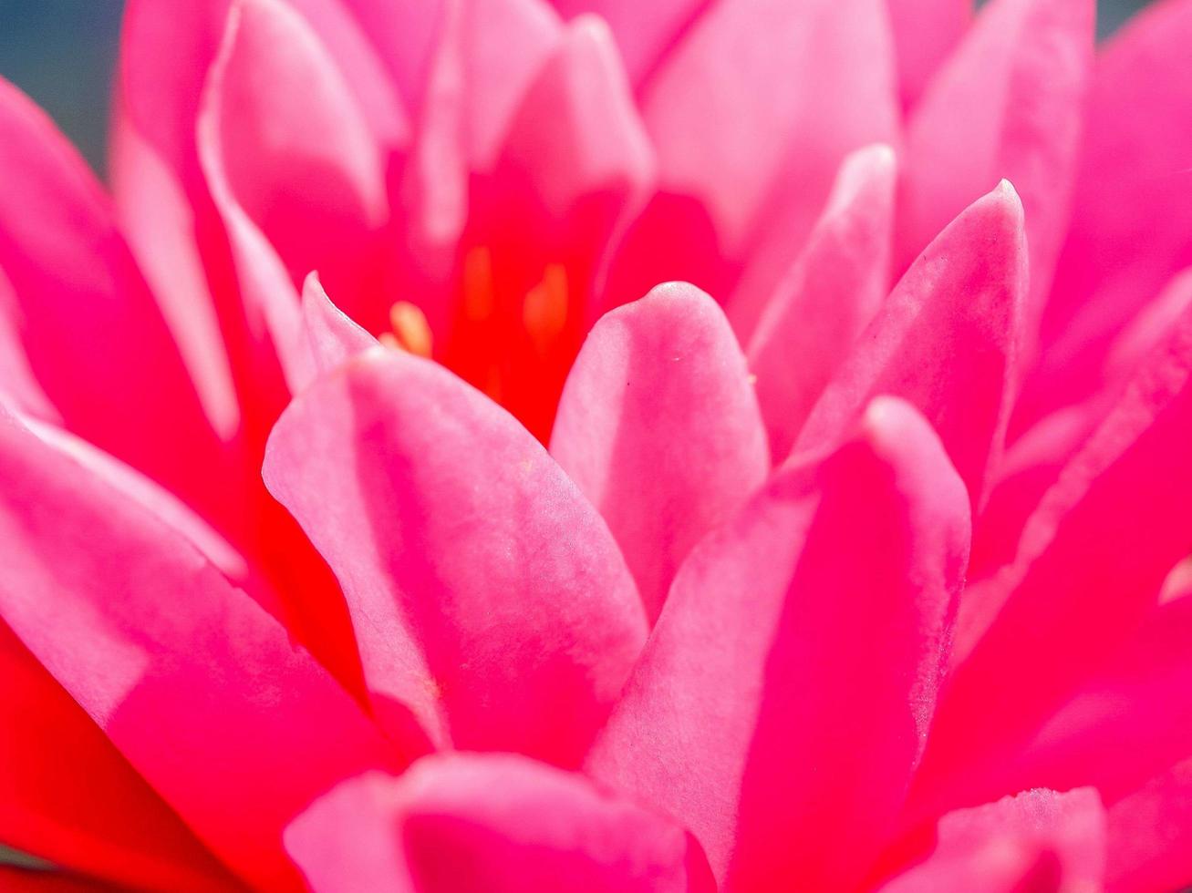 flor de loto en la naturaleza foto