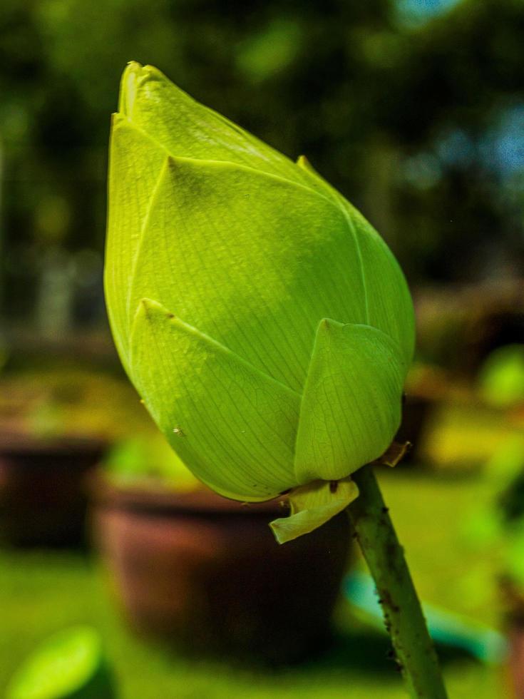 flor de loto en la naturaleza foto