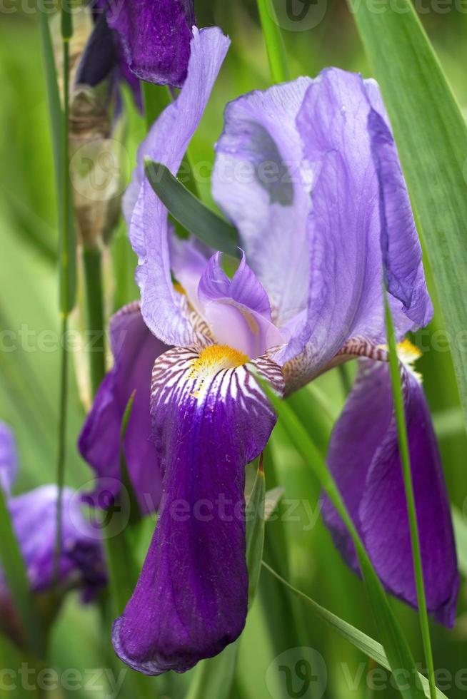 Violet iris flower photo