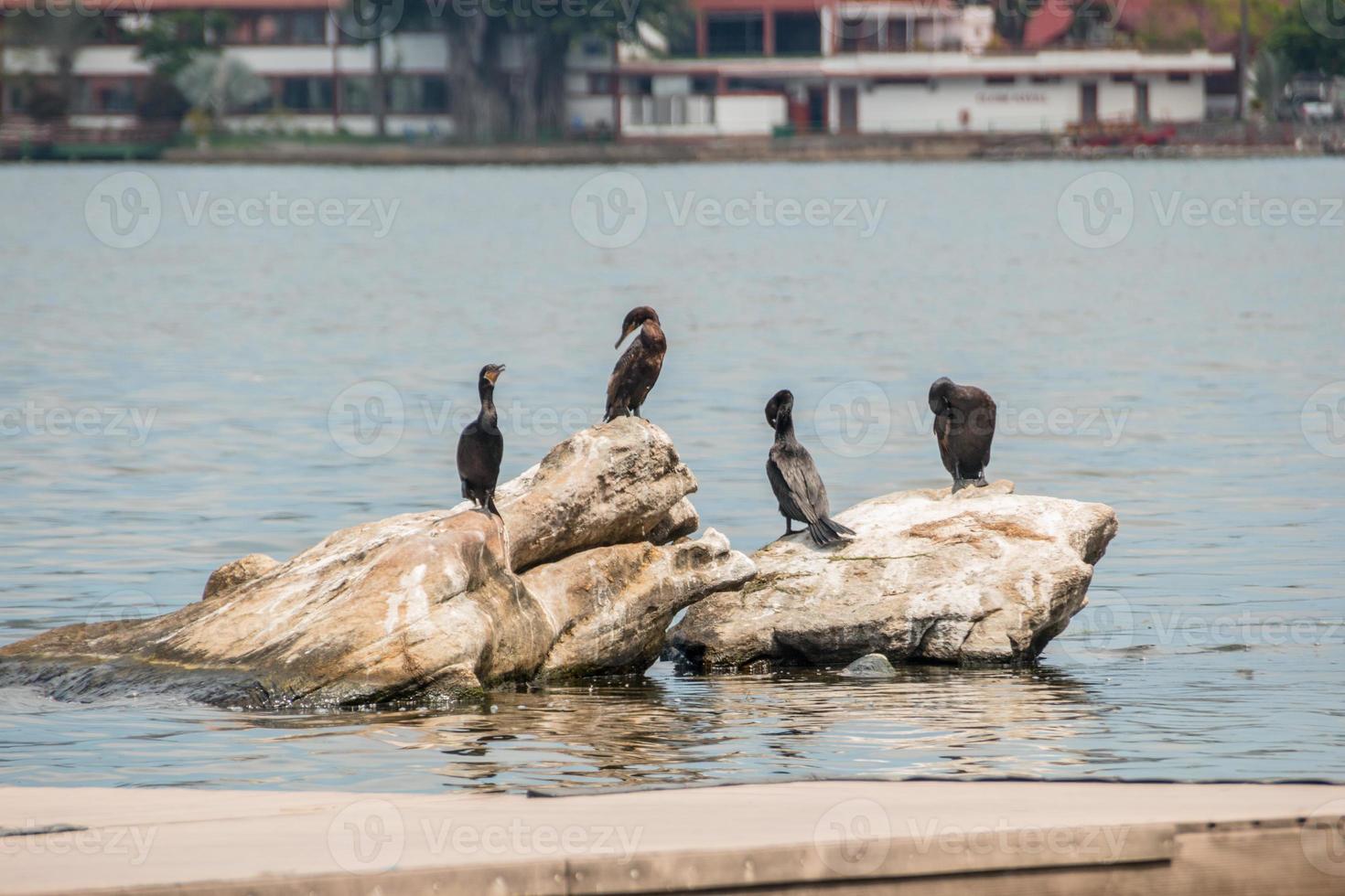 Cormoranes sobre una roca en la laguna Rodrigo de Freitas en Río de Janeiro. foto