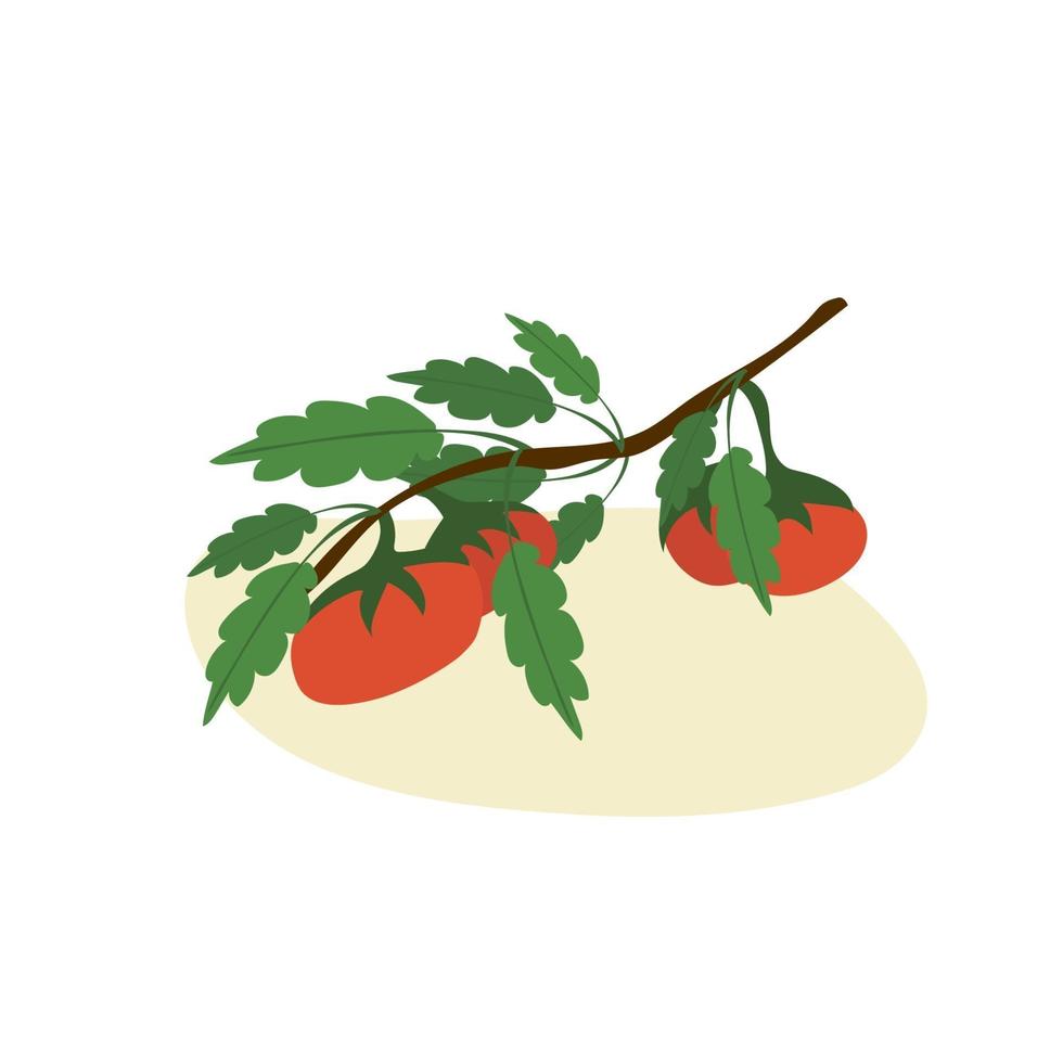 Set of Fresh Tomatoes on branch Hand Drawn Colorful Doodle Tomatoes with Leaves Simple Flat Vegetable vector