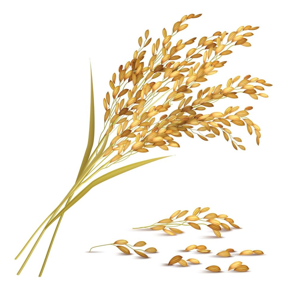 Ilustración de vector de ilustración de grano de arroz