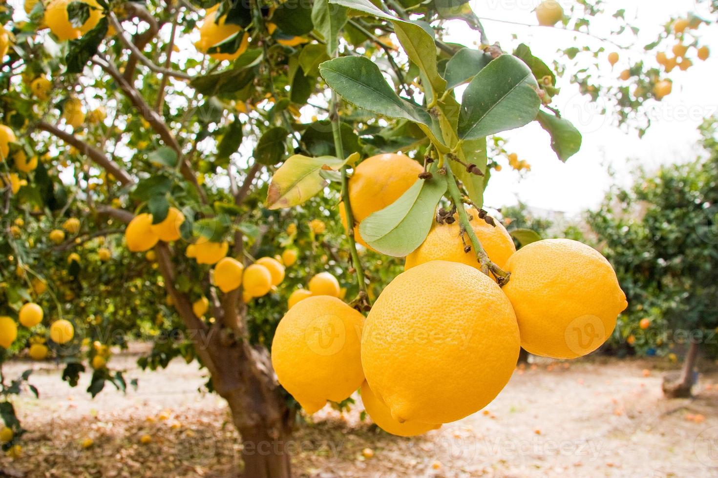 Fruta de limón en el árbol- pomos, distrito de Paphos, isla de Chipre foto