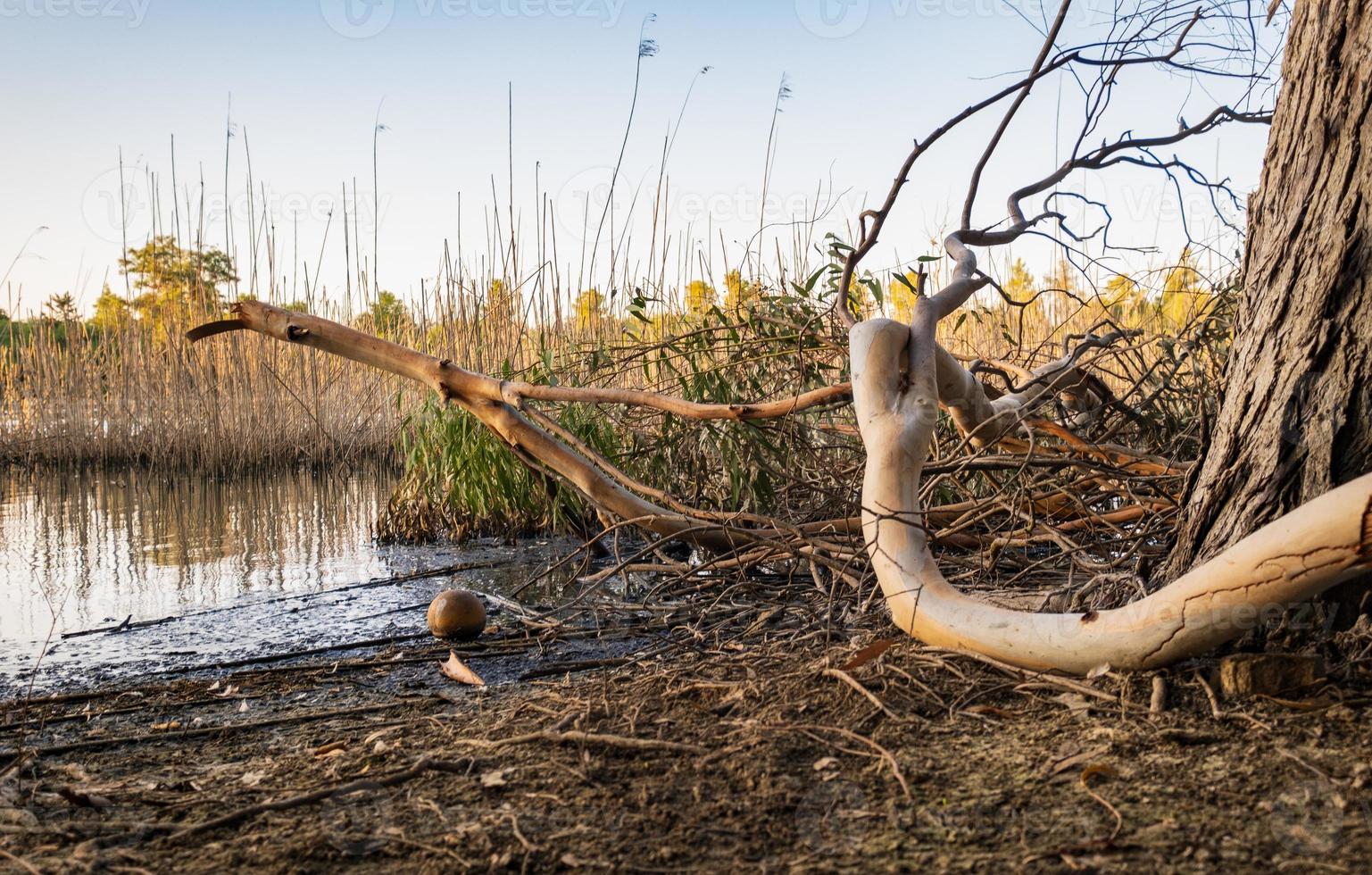 Athalassa Lake in Cyprus with beautifully lit water tree bark and branches on a beautiful sunny afternoon photo